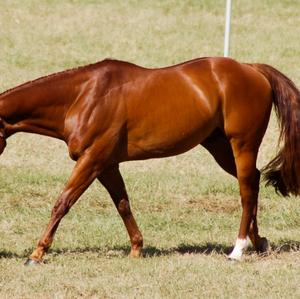 American Quarter Horse