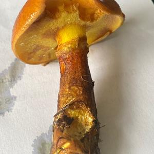 Larch Suillus