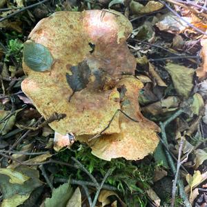 Chanterelle, Common