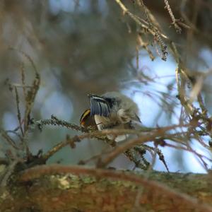 Goldcrest