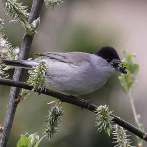 Blackcap