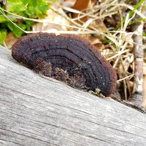 Red-belted Polypore