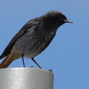 Black Redstart