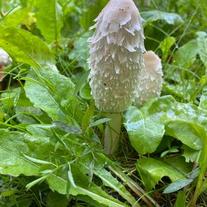 Shaggy Mane