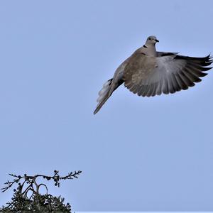 Eurasian Collared-dove