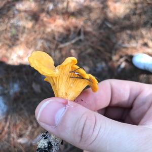 Chanterelle, Common