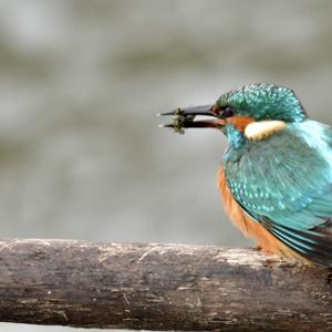 Common Kingfisher