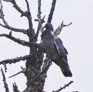 Common Wood-pigeon