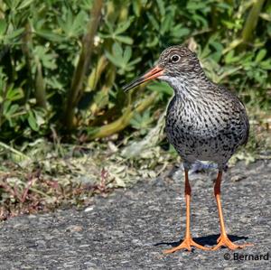 Common Redshank