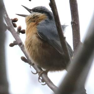 Wood Nuthatch