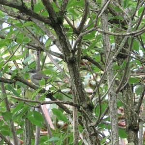 Lesser Whitethroat