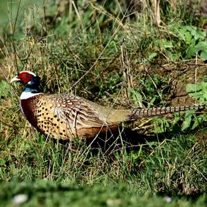 Common Pheasant