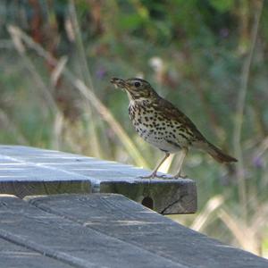 Song Thrush