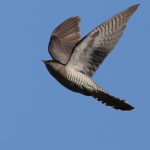 Common Cuckoo