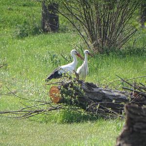 White Stork