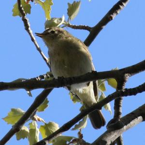 Common Chiffchaff