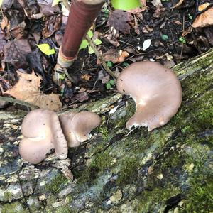 Oyster Mushroom