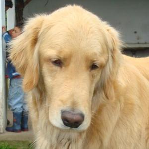 Retriever (Golden)