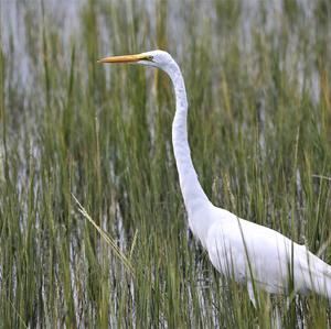 Great Egret