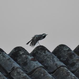 White Wagtail