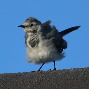 White Wagtail