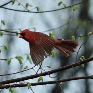 Northern Cardinal