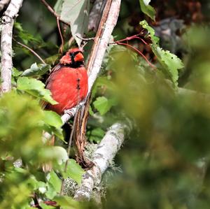 Northern Cardinal