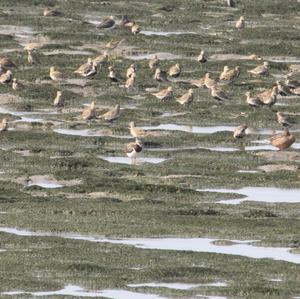 Northern Lapwing