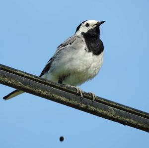 White Wagtail