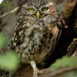 Little Owl