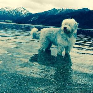 Old English Sheepdog