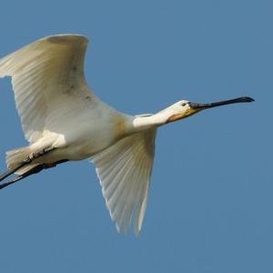 Eurasian Spoonbill