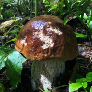 King Bolete