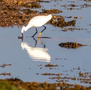 Little Egret