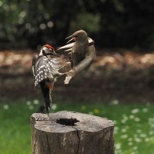 Great Spotted Woodpecker