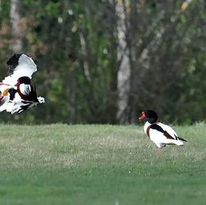 Common Shelduck