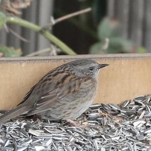 Hedge Accentor