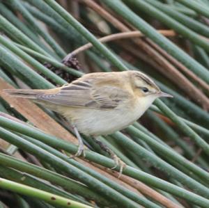 Sedge Warbler