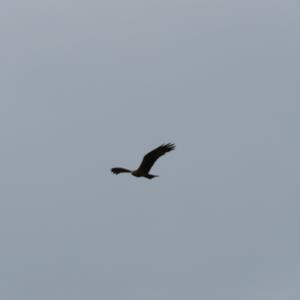 Black Kite