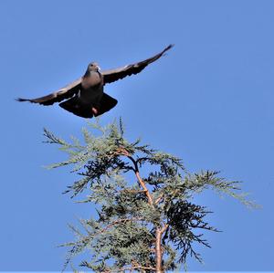 Stock Dove