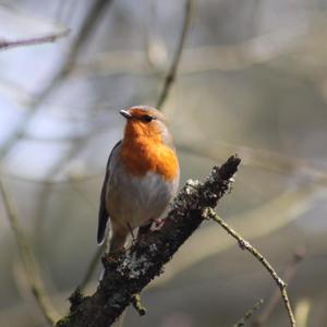 European Robin