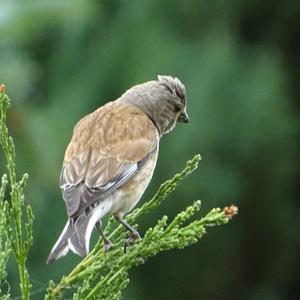 Eurasian Linnet