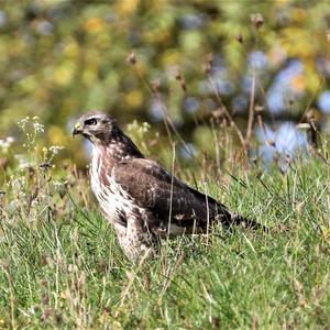 Mäusebussard