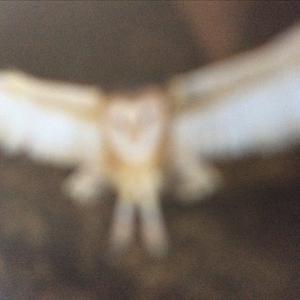 Barn Owl