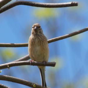 Eurasian Linnet