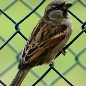 House Sparrow