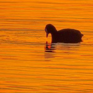 Common Coot