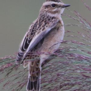 Braunkehlchen