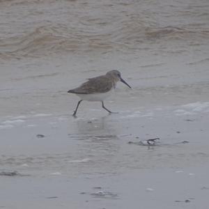 Sanderling