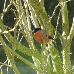 Eurasian Bullfinch